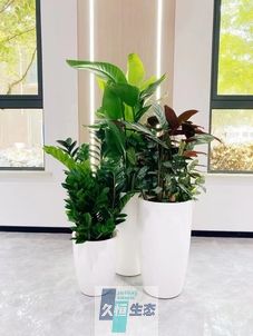 桐庐写字楼办公室公共区域走道绿植租摆高中低搭配